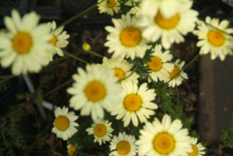 Anthemis  'E.C. Buxton' bestellen